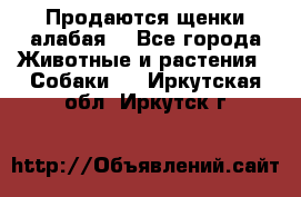 Продаются щенки алабая  - Все города Животные и растения » Собаки   . Иркутская обл.,Иркутск г.